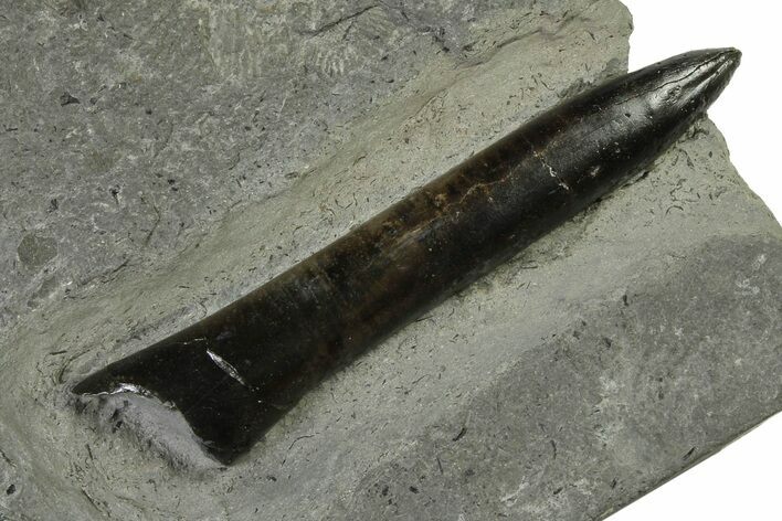 Fossil Belemnite (Passaloteuthis) Rostrum - Germany #335218